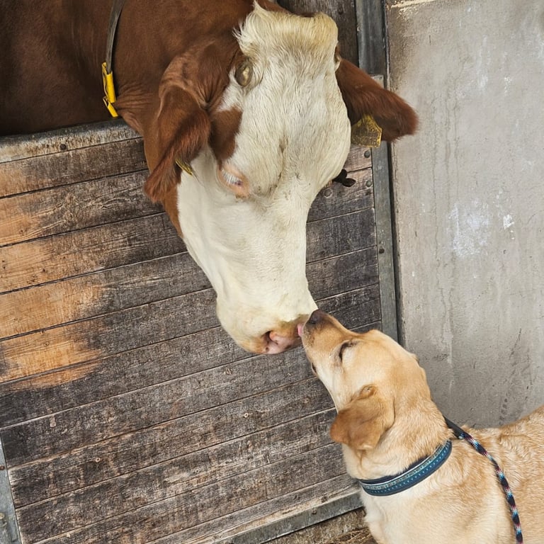 Labrador mit Kuh