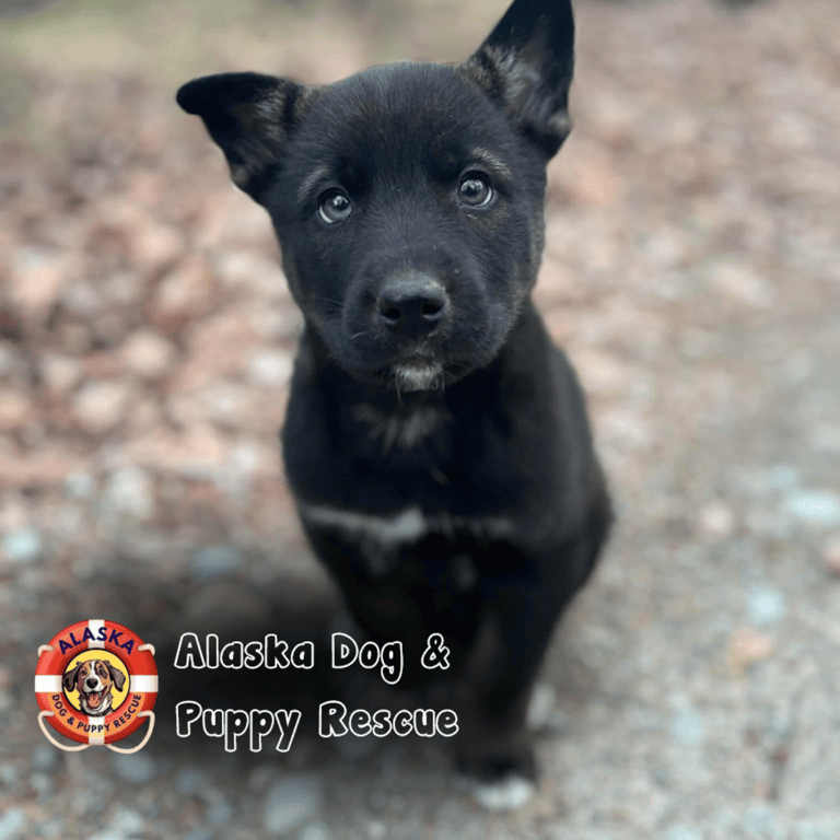 A small, black puppy with bright eyes sits on a gravel path, looking up curiously. 