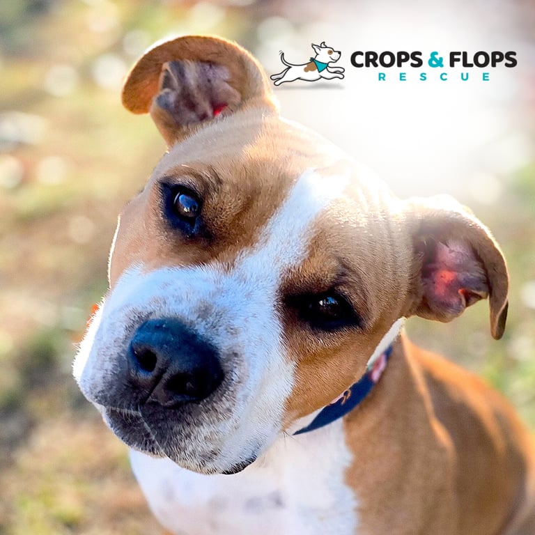 A close-up of a brown and white dog with a tilted head and curious expression. 