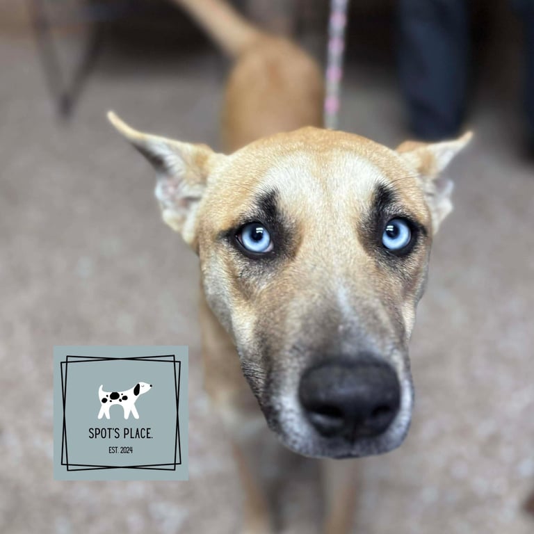 Close-up of a dog with striking blue eyes and a friendly, inquisitive expression. 
