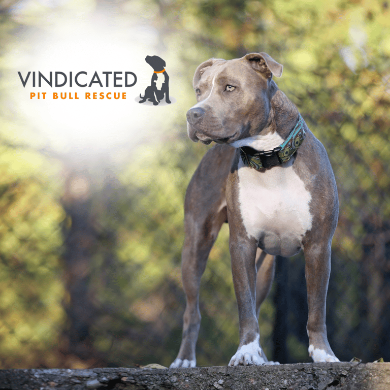 Pit bull with a patterned collar stands confidently on a rock against a blurred background of trees.