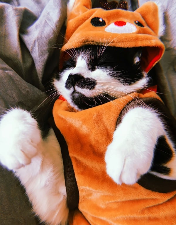 gatito blanco con negro acostados en telas grises como dormido con trajecito de reno