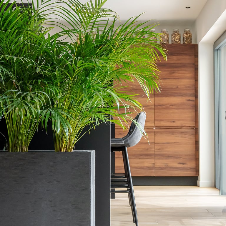 plante dans cuisine moderne 