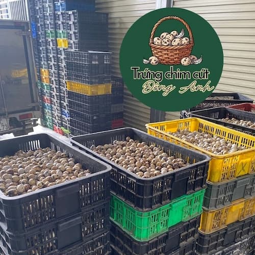 Nguồn sỉ trứng chim cút bóc sẵn tại Đông Anh, Hà Nội tươi mới mỗi ngày, to đều, giá tận gốc