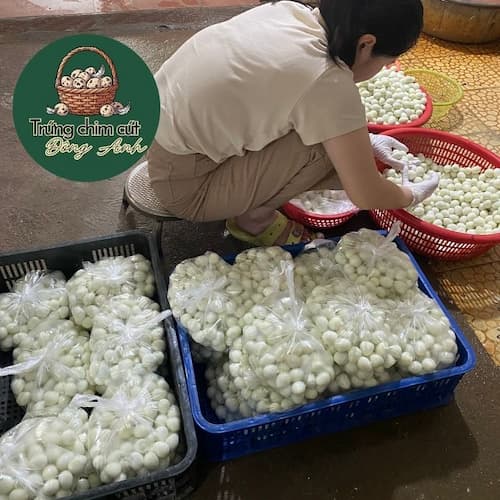 nguon si trung chim cut boc san Dong Anh sach se tuoi moi moi ngay to deu