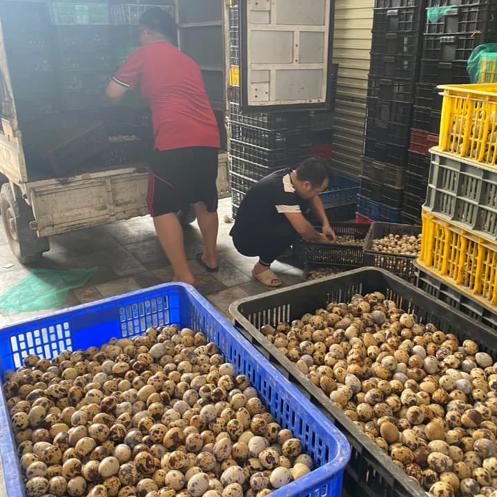 trứng chim cút bóc sẵn Đông Anh, Hà Nội, chim cút thịt, chim câu thịt giá sỉ