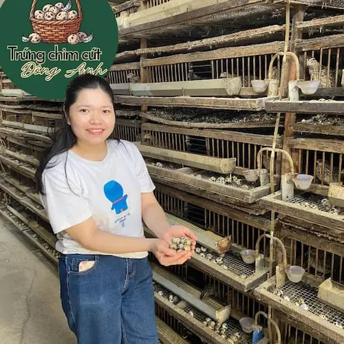 Trứng chim cút bóc sẵn, giải pháp cho bếp ăn, nhà hàng Đông Anh, Hà Nội