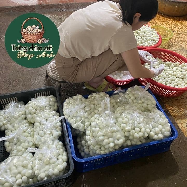 trứng chim cút giá sỉ, giao hàng Hà Nội, Bắc Ninh, Hưng Yên, Vĩnh Phúc, Phú Thọ, Thái Nguyên