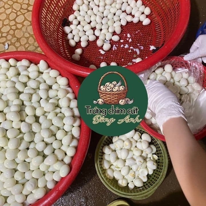 trứng chim cút giá sỉ, giao hàng Hà Nội, Bắc Ninh, Hưng Yên, Vĩnh Phúc, Phú Thọ, Thái Nguyên