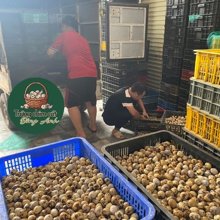 trứng chim cút giá sỉ, giao hàng Hà Nội, Bắc Ninh, Hưng Yên, Vĩnh Phúc, Phú Thọ, Thái Nguyên