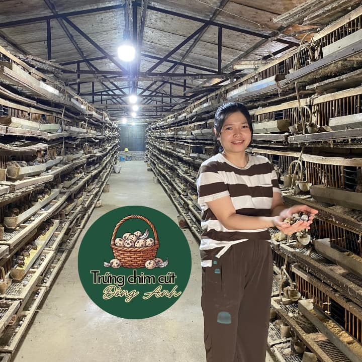 trứng chim cút giá sỉ, giao hàng Hà Nội, Bắc Ninh, Hưng Yên, Vĩnh Phúc, Phú Thọ, Thái Nguyên