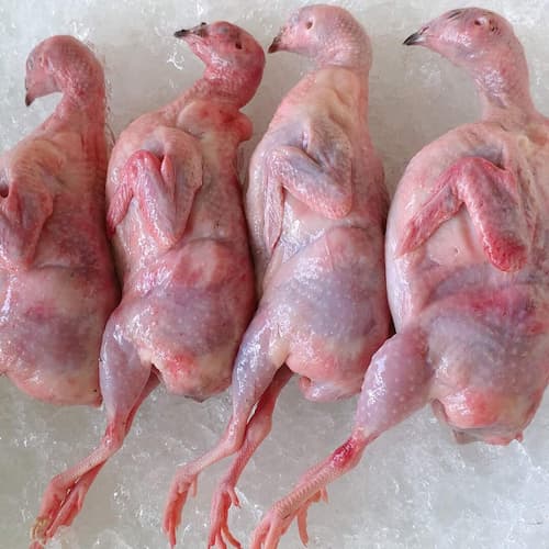 chim cut thit, chim bo cau thit, trung chim cut gia si tai Ha Noi