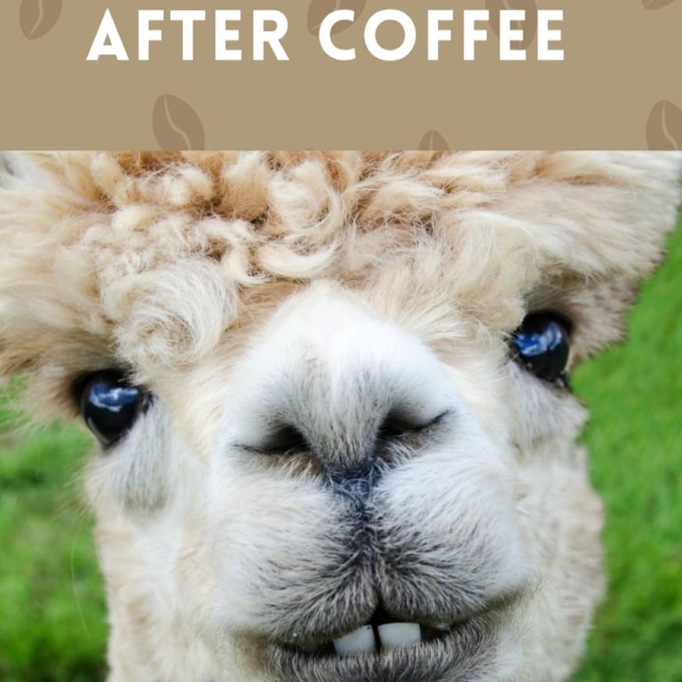 A perky Llama after drinking coffee