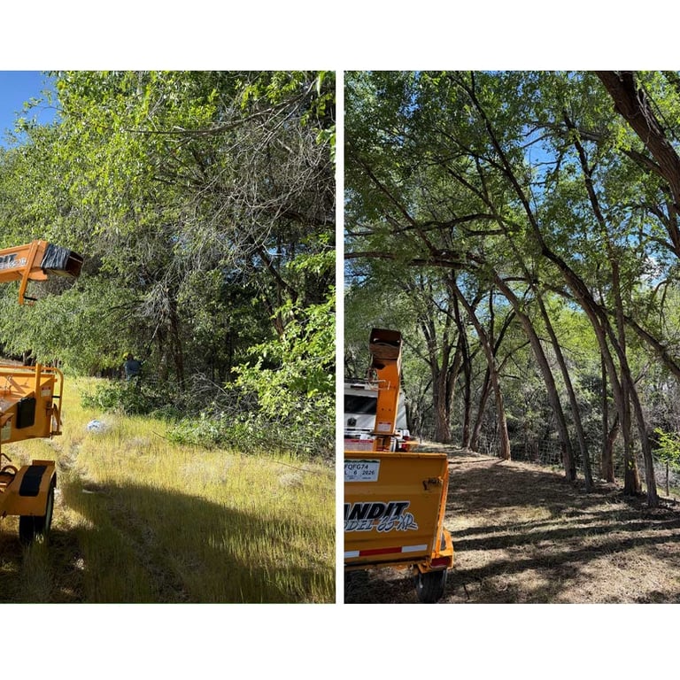 Before and after of a Siberian Elm tree thinning and property cleanup project on an acreage in Grand Junction, CO.