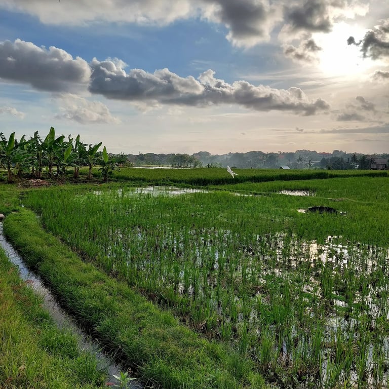 arrozal Bali Canggu Utara 2026