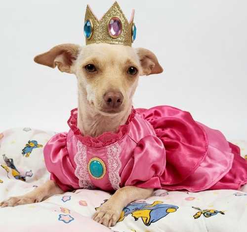 perrita chihuahua vestida de princesa Peach