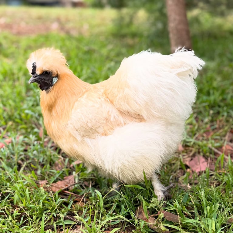 silkie hen