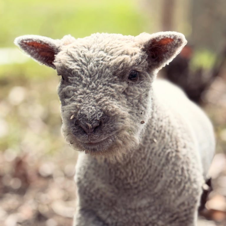 baby doll sheep