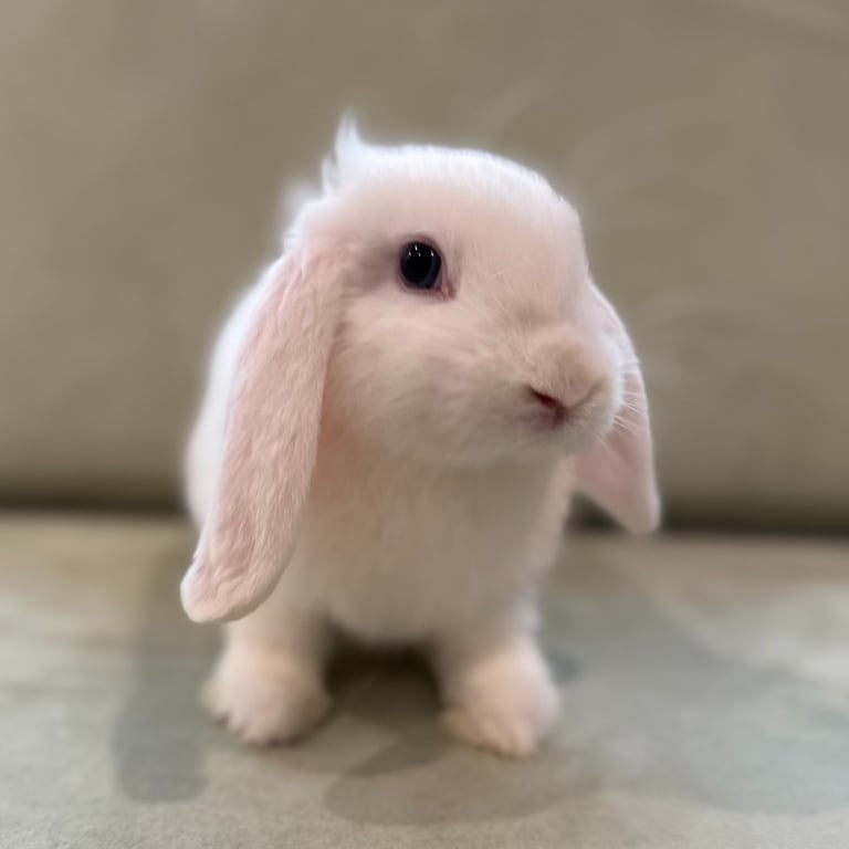 mini lop rabbit