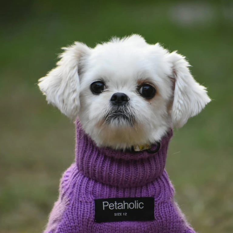 Dog Boarding, Dog Boarding near me, Pet Boarding, Pet Boarding near me, Dog Care, Happy Pettings