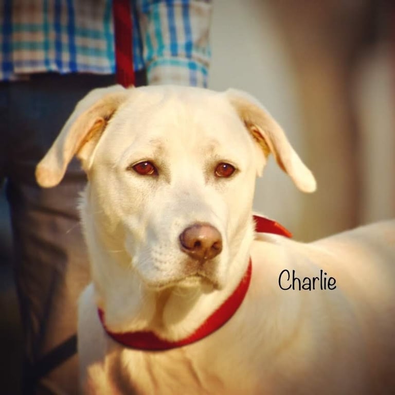 Dog Boarding, Dog Boarding near me, Pet Boarding, Pet Boarding near me, Dog Care, Happy Pettings