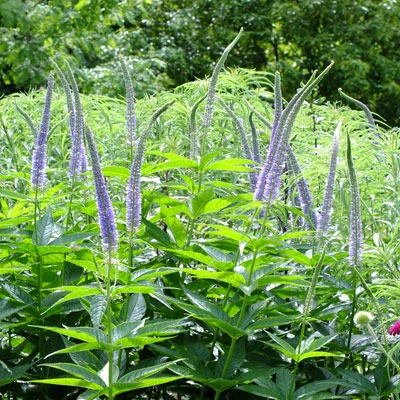 Veronikūnai mėlyni 