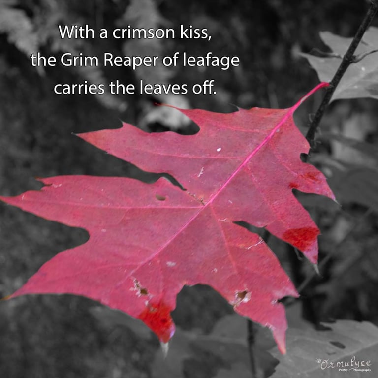 crimson kiss - composition by Ormulyce - writer poet photographer