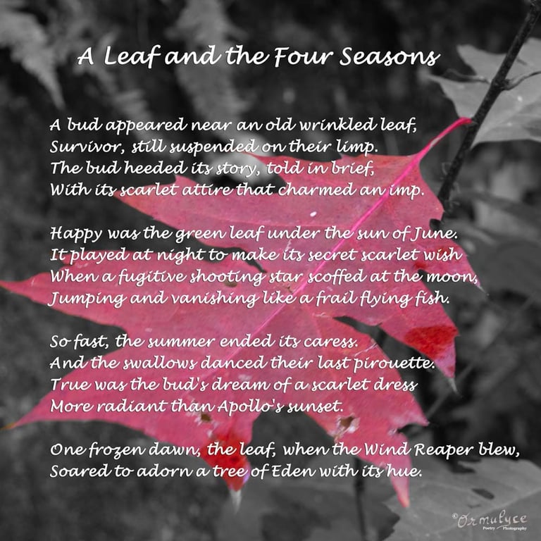 A leaf and the four seasons - composition by Ormulyce  - writer poet photographer