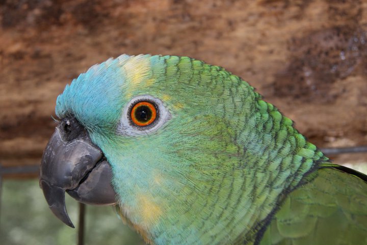 Perdu perroquet vert amazone à font bleu