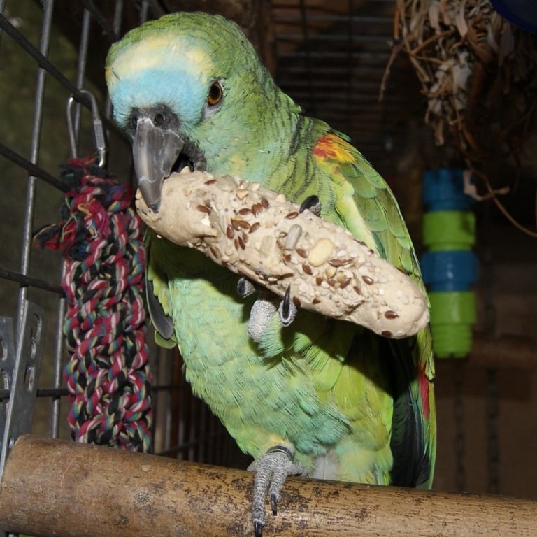 Recherche mon perroquet amazone à front bleu disparu en seine et marne
