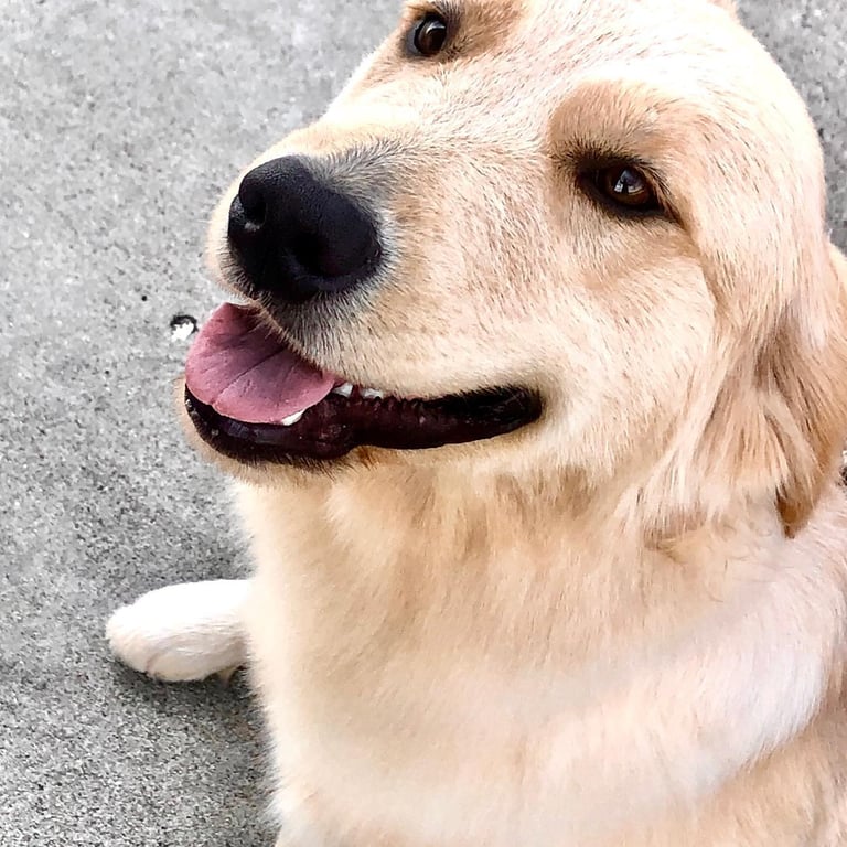 A Golden Retriever smiles, looking at the camera.