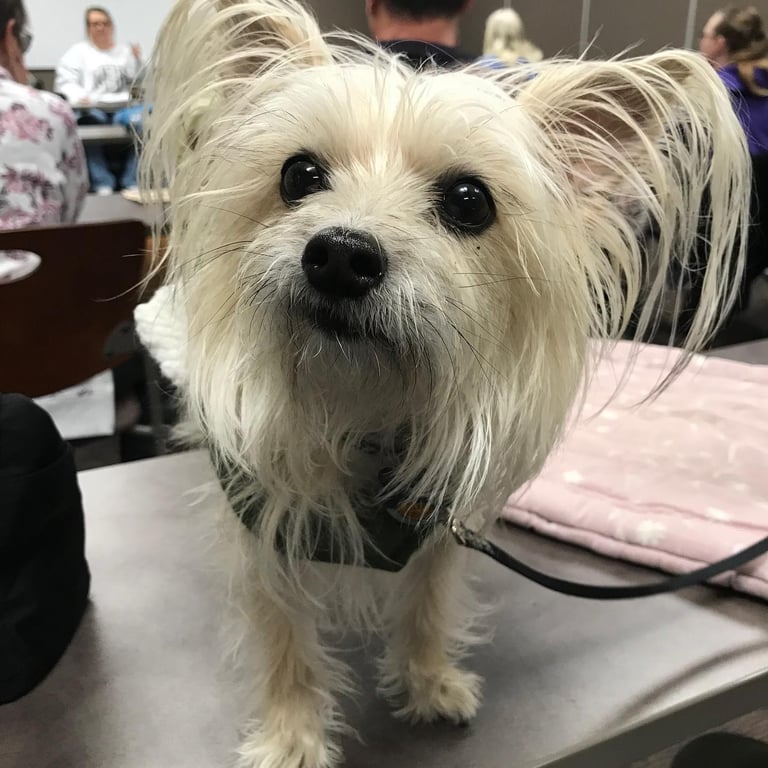 a dog is standing on a table.
