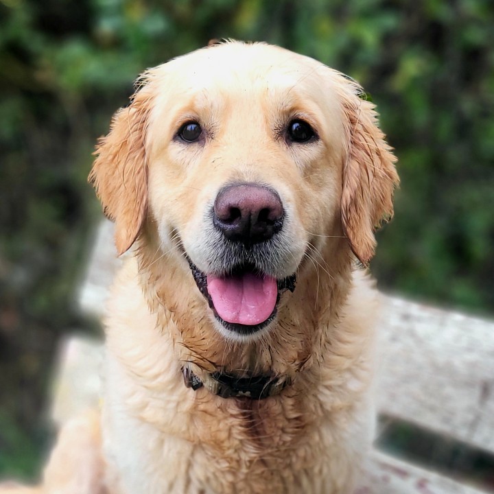 Un chien golden retriever assis sur un banc avec un air amical