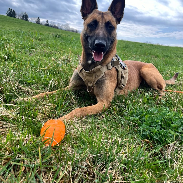 balade canine
