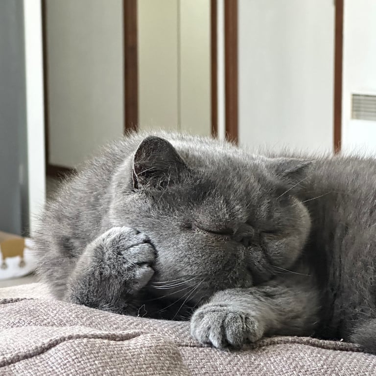 chat qui se repose
