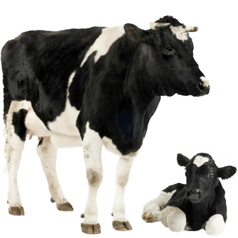 Ostéopathie sur vache