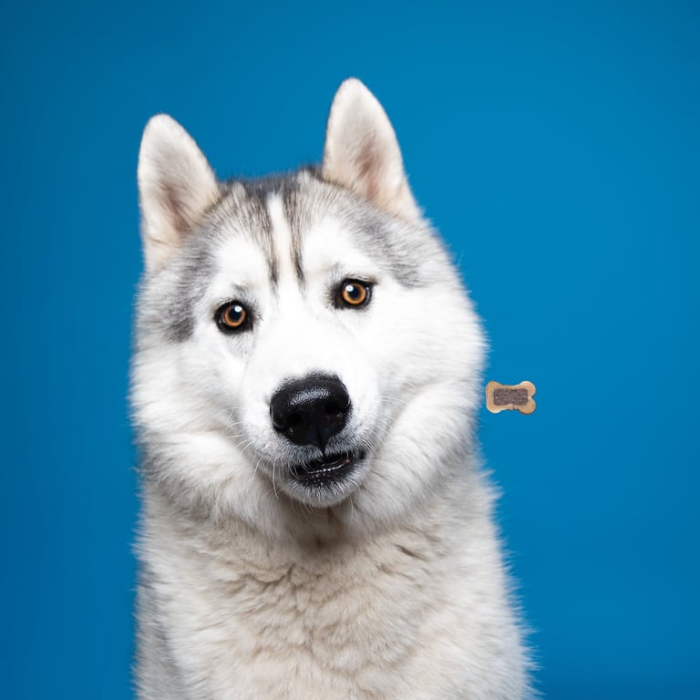 Photographe canin, chien, lancer de croquette