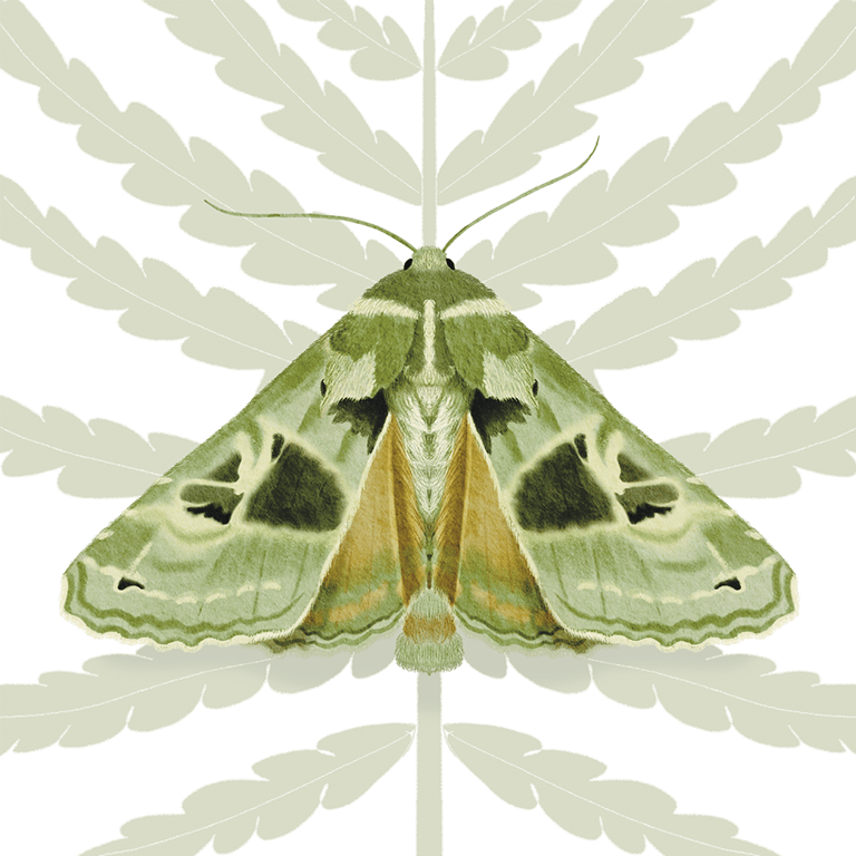 Ilustração naturalista de mariposa verde em aquarela inspirada na natureza