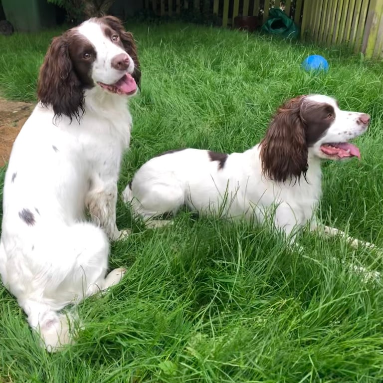 Two liver and white springer spaniels are sitting and lying in the grass, one smiling at the camera