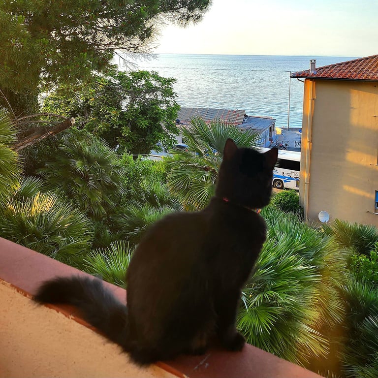 gatto nella terrazza vista mare