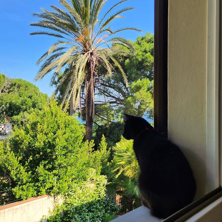 gatto sulla finestra dell'appartamento