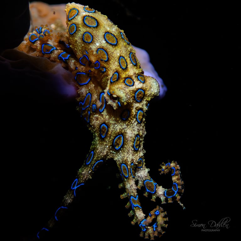 A blue ringed octopus in Alor, Indoensia
