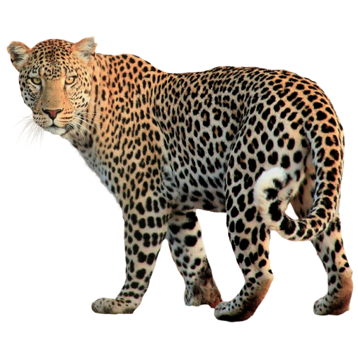 Leopard at Albizia self catering safari tents in Hluhluwe