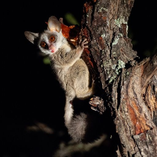 A Bushbaby at Albizia self catering tented camp near Hluhluwe