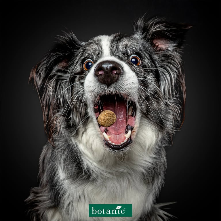 chien attrapant des friandises dogs catching treats
