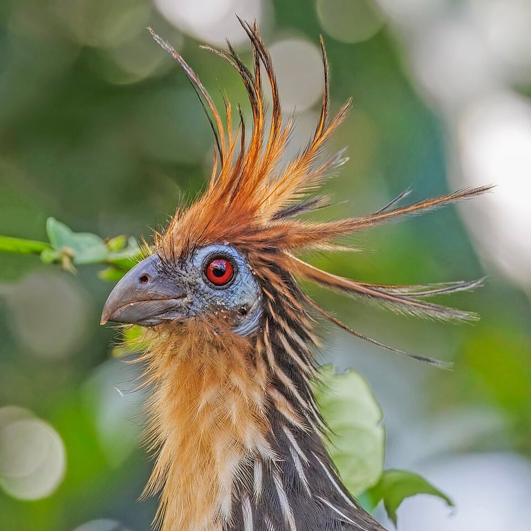 Hoatzin