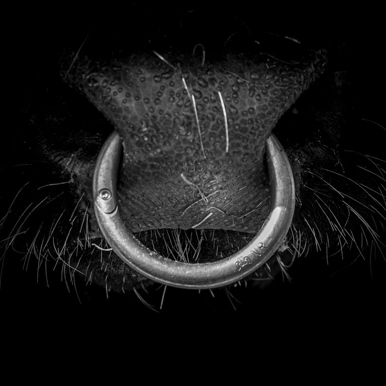 a close up of a bull's nose ring, Herens cow, black bull 