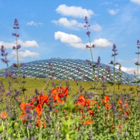 a field with wild flowers and a dome shaped glass structure
