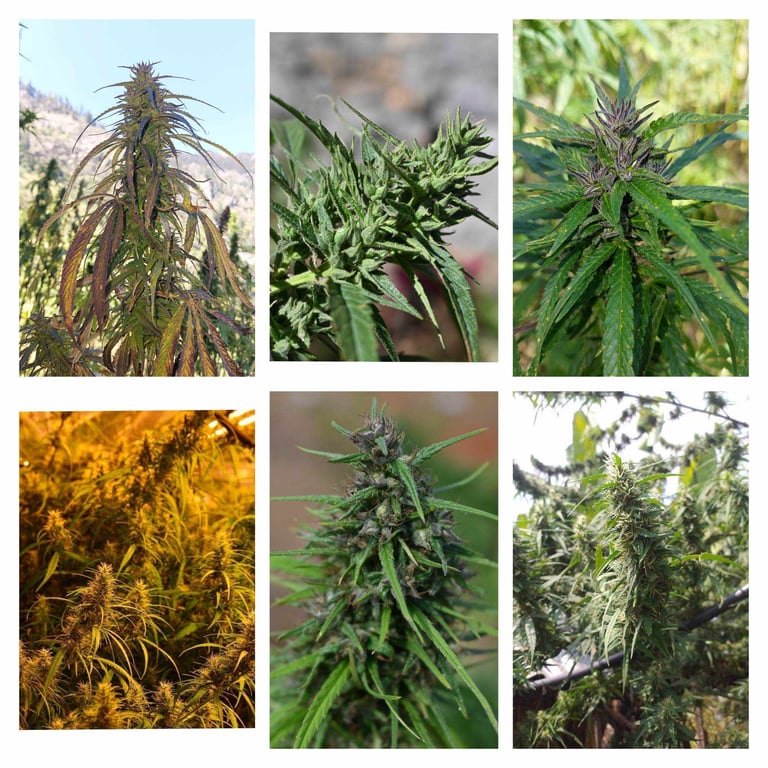 Collage of Landrace Strains from the Point of Origin