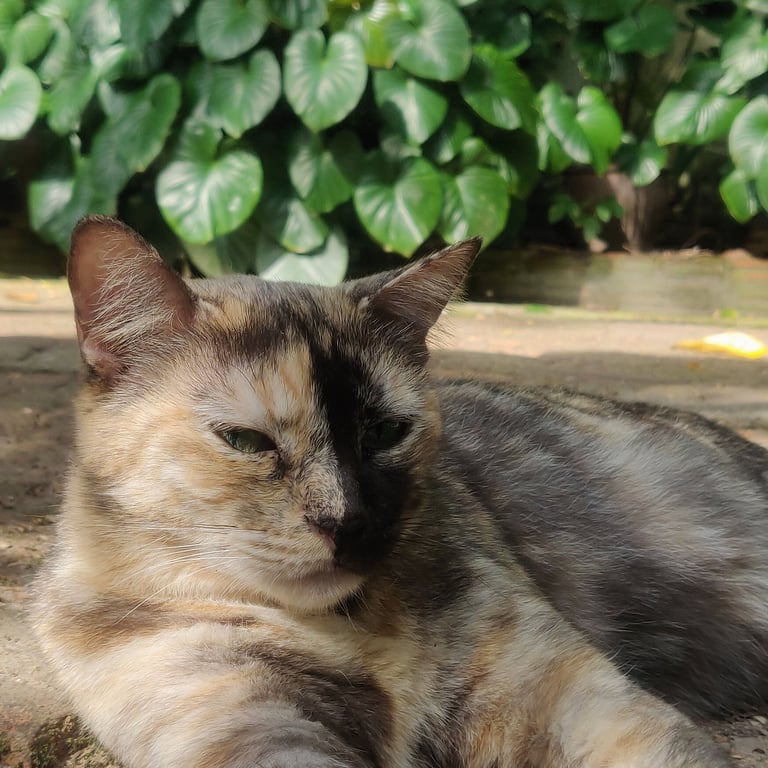 Kao-Laow (Two face)